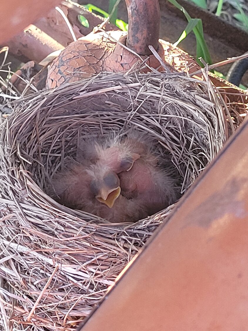 Baby robins now live under the seat of my project tractor—good thing I don’t need to move it any time soon...